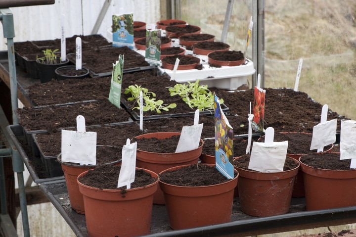 Nova zahrada - predkultivacia